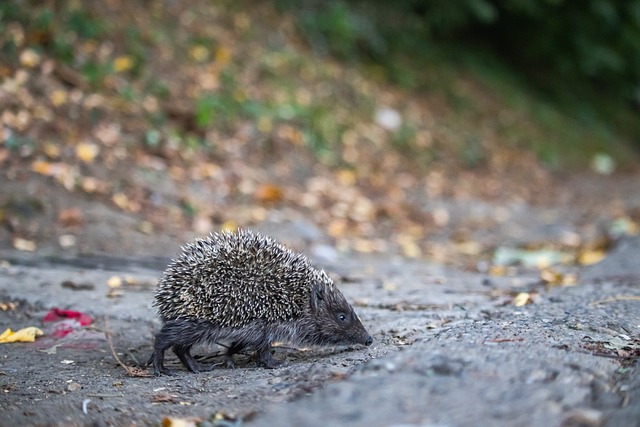 迪这两位球 迪这两位球